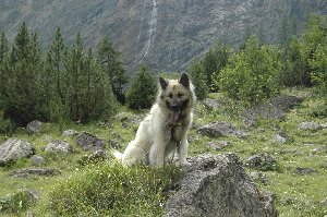 Dasha