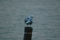 Norddeich20100407_043_prot